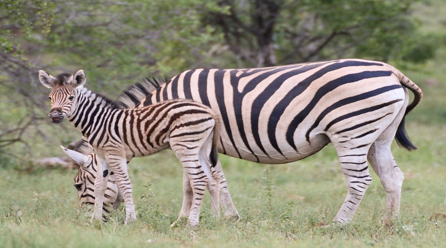 7 Days Private Luxury Safari Through Tanzania’s Wild Side
